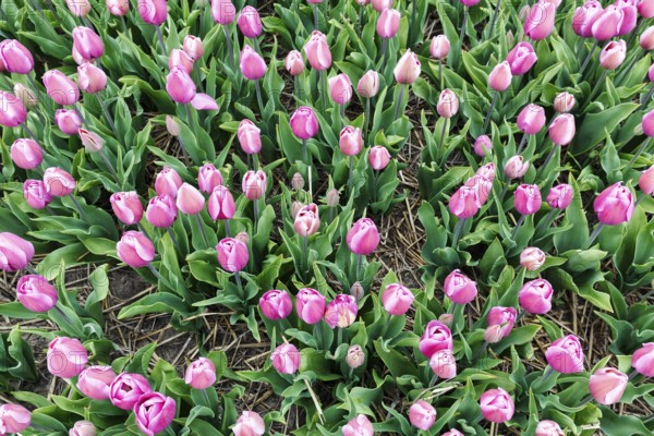 Pink tulips, tulip field, view from above, Bollenstreek, South Holland, Netherlands