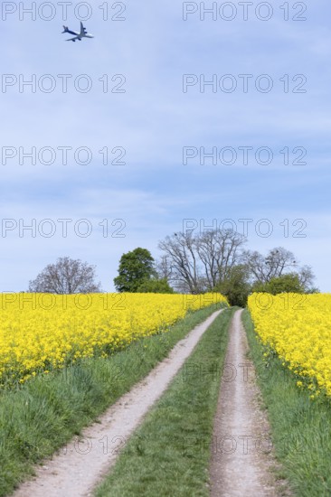 An aeroplane flies over a rape field with a dirt track in the middle. The sky is blue and slightly cloudy, near Winnenden, Baden-Württemberg, Germany