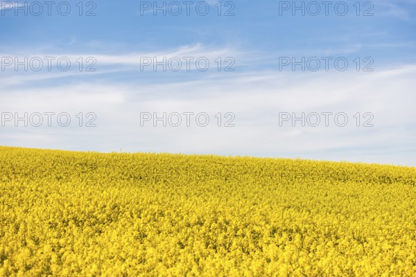 A seemingly endless field of rapeseed stretches under a clear blue sky on a sunny day, near Winnenden, Baden-Württemberg, Germany