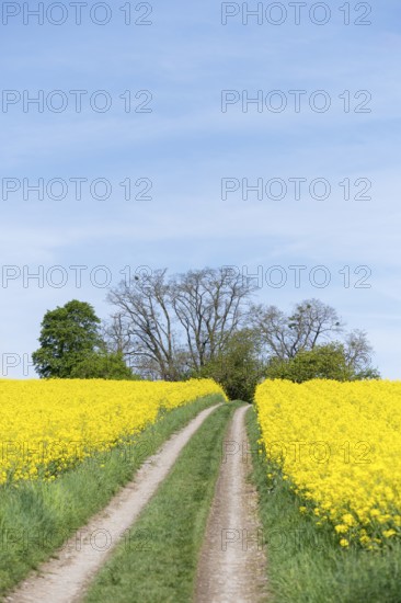 Country lane through a rape field under a blue sky, near Winnenden, Baden-Württemberg, Germany