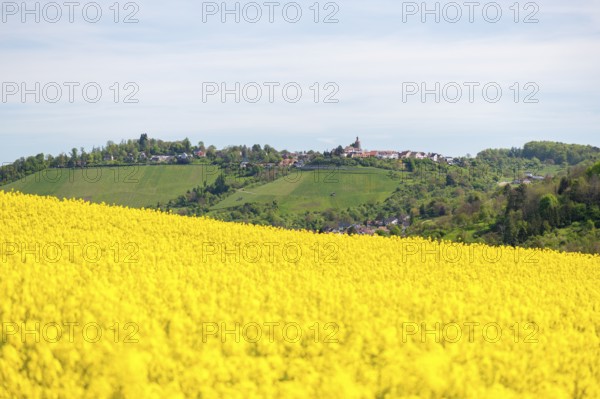 Wide rapeseed fields in front of a hilly village landscape, Bürg near Winnenden, Baden-Württemberg, Germany