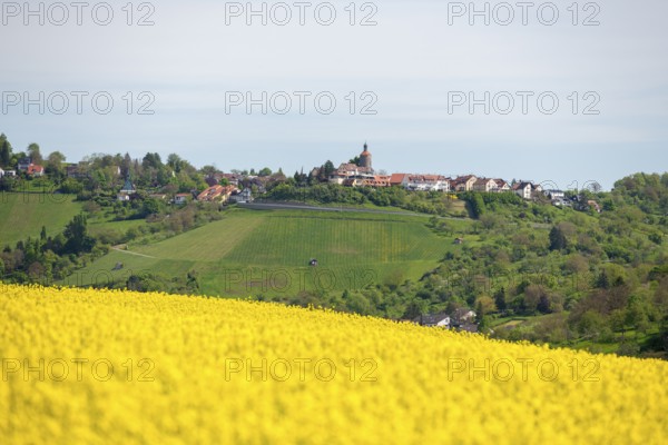 Rapeseed field in front of a hill with a small village in the background, Bürg near Winnenden, Baden-Württemberg, Germany