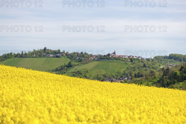 Rape field in front of a small village on a hill, Bürg near Winnenden, Baden-Württemberg, Germany