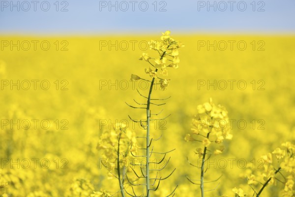 Close-up of a rape blossom in an endless yellow rape field, Baden-Württemberg, Germany