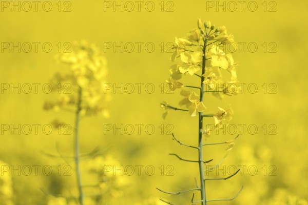 Rape blossoms in a field with soft background blur, Baden-Württemberg, Germany