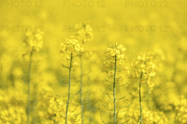 Several rapeseed flowers in a large, open field, Baden-Württemberg, Germany