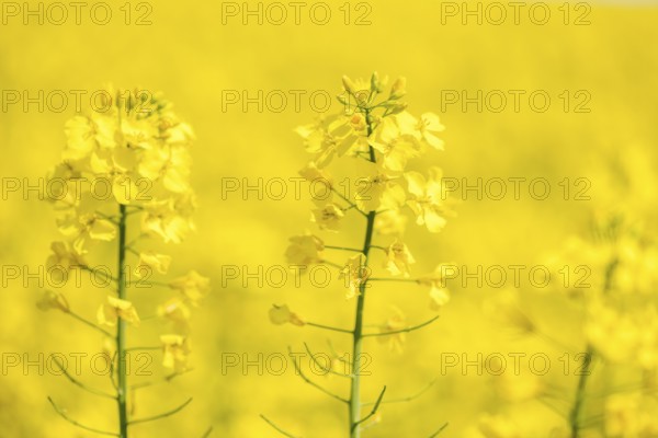 Two yellow rape blossoms in front of a blurred yellow background, Baden-Württemberg, Germany