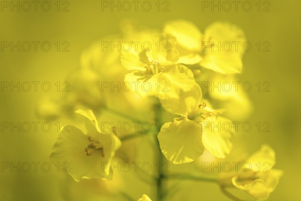 Macro photograph of bright yellow rape flowers with details, Baden-Württemberg, Germany