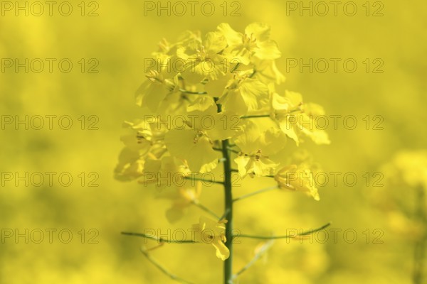 Close-up of a yellow rape blossom in front of a yellow background, Baden-Württemberg, Germany