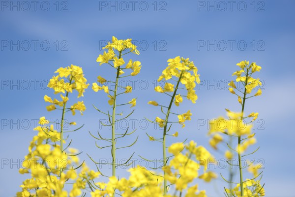 High rape blossoms under a blue sky, Baden-Württemberg, Germany