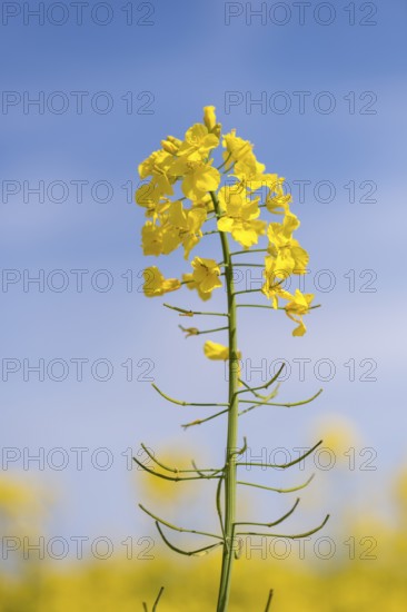 Yellow rape blossom rises against a clear blue sky, Baden-Württemberg, Germany