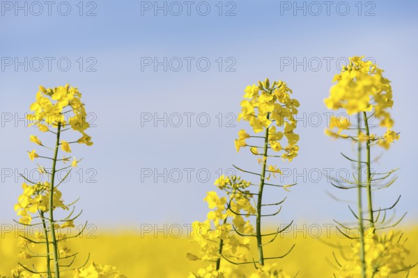 Rape blossoms bloom in close-up against a clear blue sky. Bright and calming mood, Baden-Württemberg, Germany