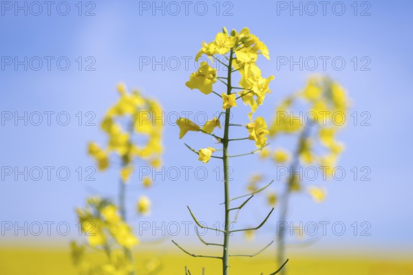 Detail of a rapeseed flower, in the background more flowers, Baden-Württemberg, Germany