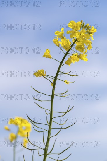 High single rape blossom in front of a blue sky, Baden-Württemberg, Germany