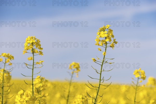 Close-up of bright rape blossoms against a blue sky. Sunny and clear atmosphere, Baden-Württemberg, Germany