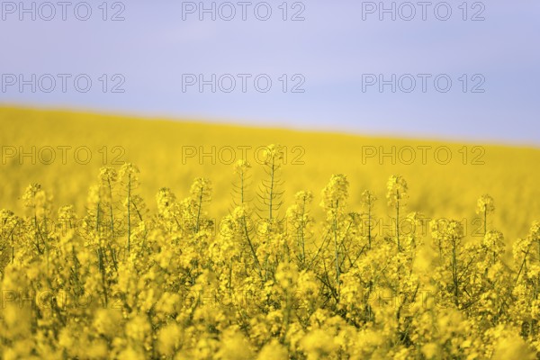 A wide, yellow rape field under a clear blue sky, creating a peaceful and spring-like scene, Baden-Württemberg, Germany