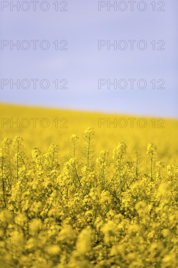 A vast rapeseed field with yellow flowers under a blue, slightly cloudy sky, emphasising the vastness, Baden-Württemberg, Germany