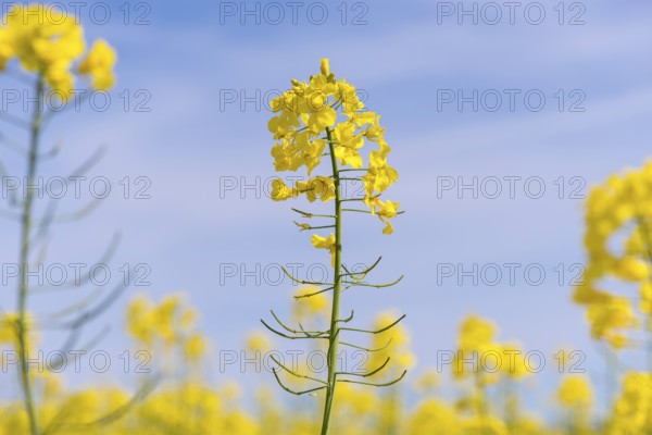 Yellow rape blossom in front of a blue sky, Baden-Württemberg, Germany