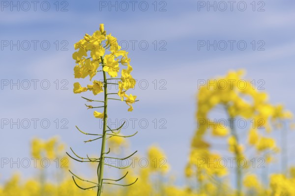 Single rape blossom in front of a blue sky, Baden-Württemberg, Germany
