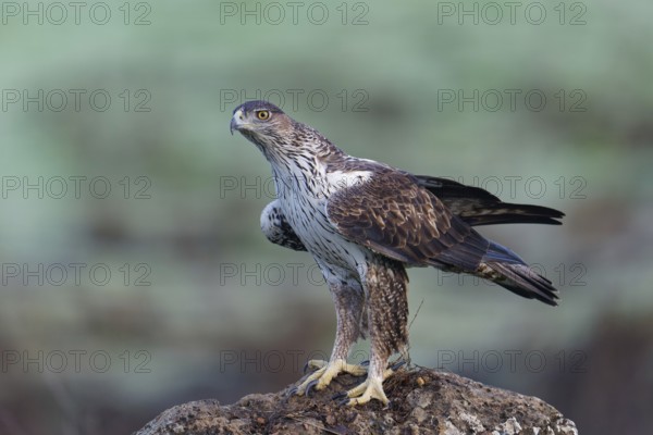 Bonelli's eagle, male (Aquila fasciata), on a rock, Andalusia Spain