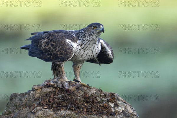 Bonelli's eagle (Aquila fasciata), on a rock, Andalusia Spain