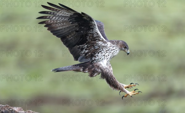 Bonelli's eagle (Aquila fasciata) approaching a cliff, Andalusia, Spain