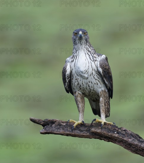 Bonelli's eagle, Aquila, fasciata, bird, bird of prey, eagle, nature, tree, sunrise, Andalusia, Spain