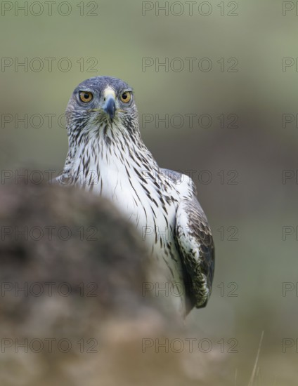 Bonelli's eagle (Aquila fasciata), portrait, Andalusia Spain