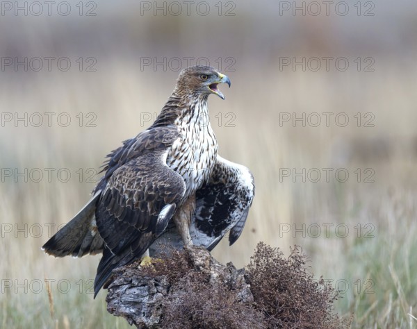 Bonelli's eagle (Aquila fasciata), calling, Castilla-La Mancha, Spain