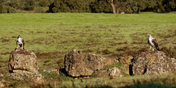 Bonelli's eagle (Aquila fasciata), pair, fighting for food, Andalusia Spain