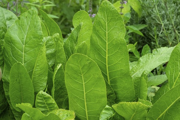 Horseradish plant (Armoracia rusticana), North Rhine-Westphalia, Germany