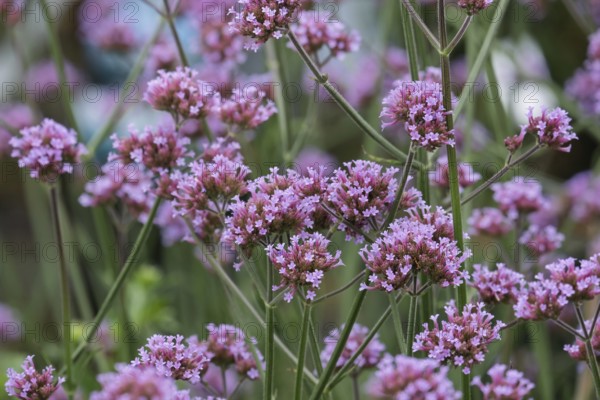 Purpletop vervain (Verbena bonariensis), also known as Argentine verbena, Argentine verbena and veil verbena, North Rhine-Westphalia, Germany