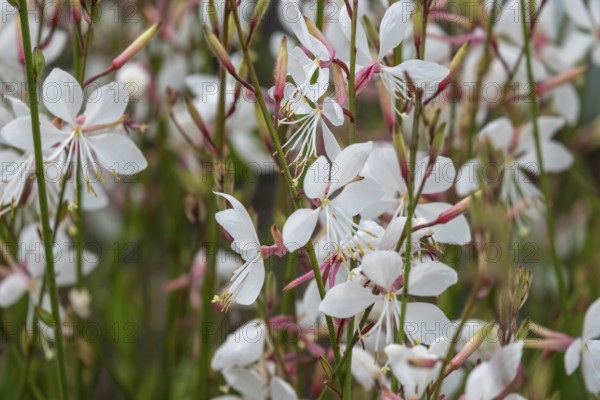 Gaura lindheimeri, North Rhine-Westphalia, Germany