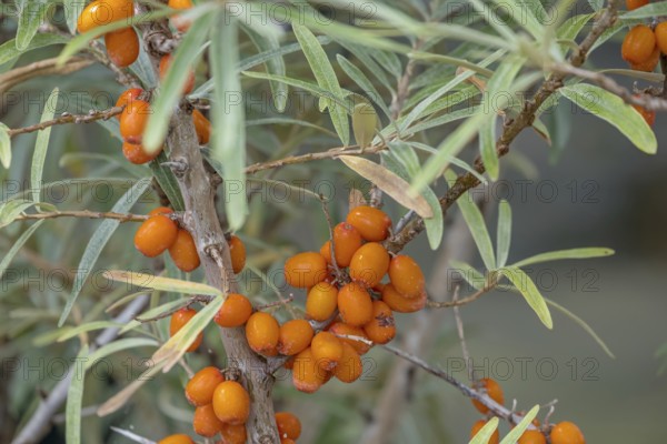 Sea buckthorn (Hippophae rhamnoides), fruit, North Rhine-Westphalia, Germany