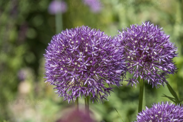 Ornamental leek (Allium sp.), inflorescence, Münsterland, North Rhine-Westphalia, Germany