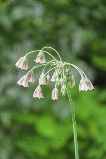 Allium siculum (Allium siculum), Münsterland, North Rhine-Westphalia, Germany
