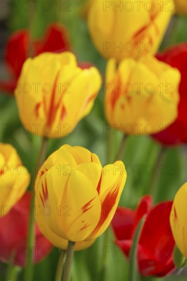 Bed with red and yellow-red tulips (Tulpia), Münsterland, North Rhine-Westphalia, Germany
