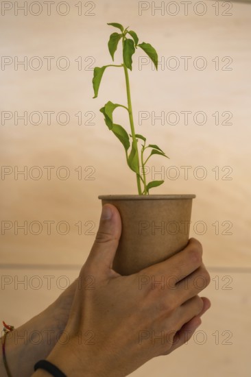 Hands gently holding a small plant growing in a recycled paper cup, symbolizing environmental protection and sustainable practices