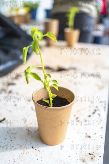 Small seedling growing in a recycled paper cup, symbolizing environmental sustainability and eco conscious practices