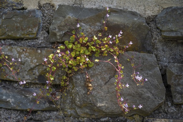 Cymbalaria muralis on a wall, North Rhine-Westphalia, Germany
