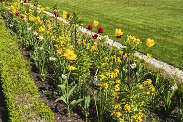 Flower bed with red and yellow tulips, castle park, Schloss Neuhaus, Paderborn, Westphalia, North Rhine-Westphalia, Germany
