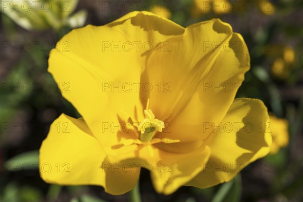 Yellow tulip blossom (Tulipa), North Rhine-Westphalia, Germany