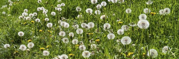 Meadow with faded dandelion (Taraxacum), dandelion, North Rhine-Westphalia, Germany
