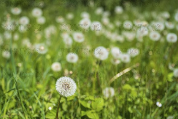 Meadow with faded dandelion (Taraxacum), dandelion, selective pungency, North Rhine-Westphalia, Germany