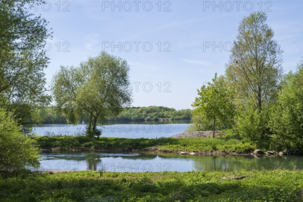 Trees on the shore of the Lippesee, reservoir, Sande, Paderborn, Westphalia, North Rhine-Westphalia, Germany