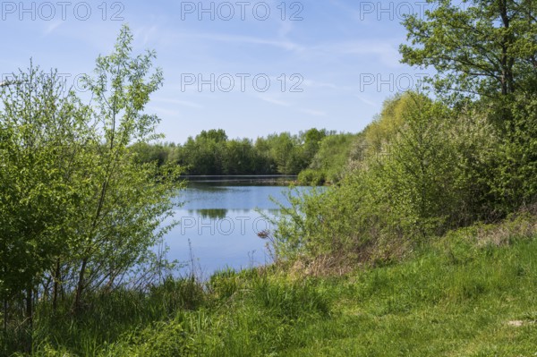 Shrubs on the shore of the Lippesee, reservoir, Sande, Paderborn, Westphalia, North Rhine-Westphalia, Germany
