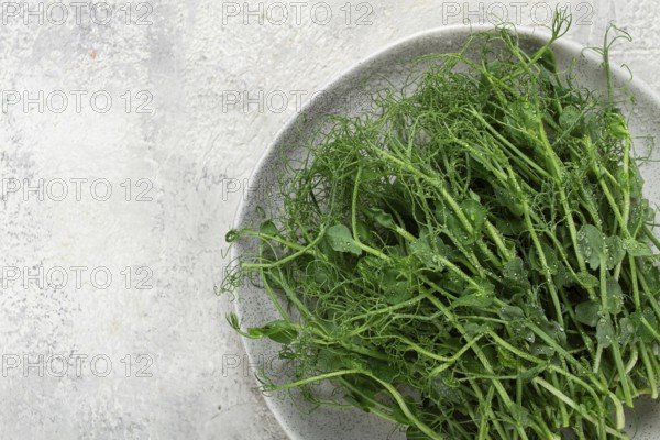 Fresh pea shoots are beautifully arranged on a round gray plate, highlighting their vibrant green hue and delicate texture against a soft, neutral backdrop