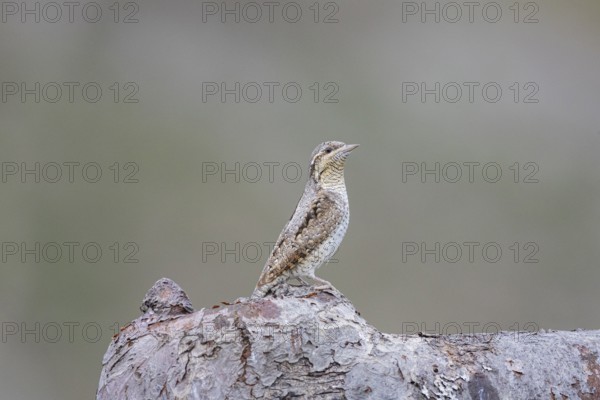 Eurasian wryneck (Jynx torquilla) Germany