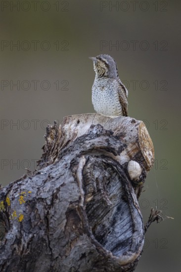Eurasian wryneck (Jynx torquilla) Germany
