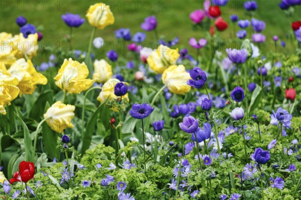 Yellow tulips (Tulipa), blue crown anemone (Anemone coronaria), garden anemone, colourful bed, Keukenhof gardens, Lisse, Bollenstreek, South Holland, Netherlands